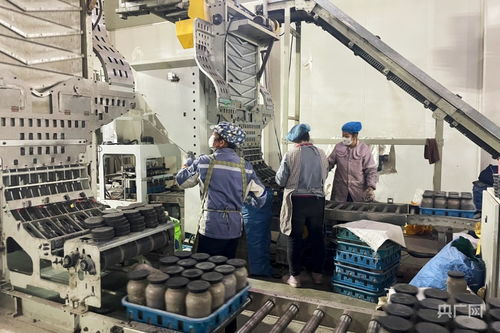 科技賦能點亮戈壁奇跡 甘肅張掖扁麻菇工廠化栽培技術成功轉讓